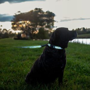 Water & Woods Adjustable Reflective Dog Collar