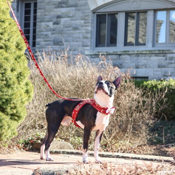 Accent Metallic Adjustable Dog Harness