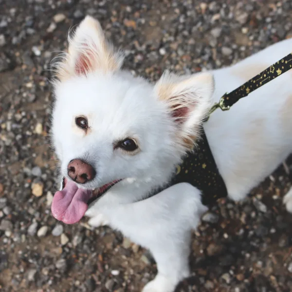 Accent Metallic Adjustable Dog Harness