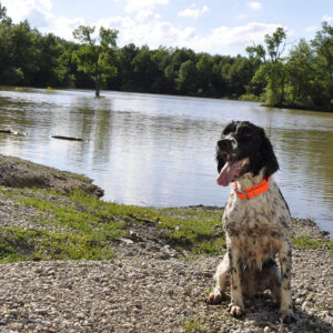 Water & Woods Waterproof Hound Dog Collar with Center Ring