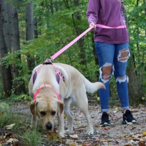 Comfort Soft  Sport Wrap Adjustable Dog Harness