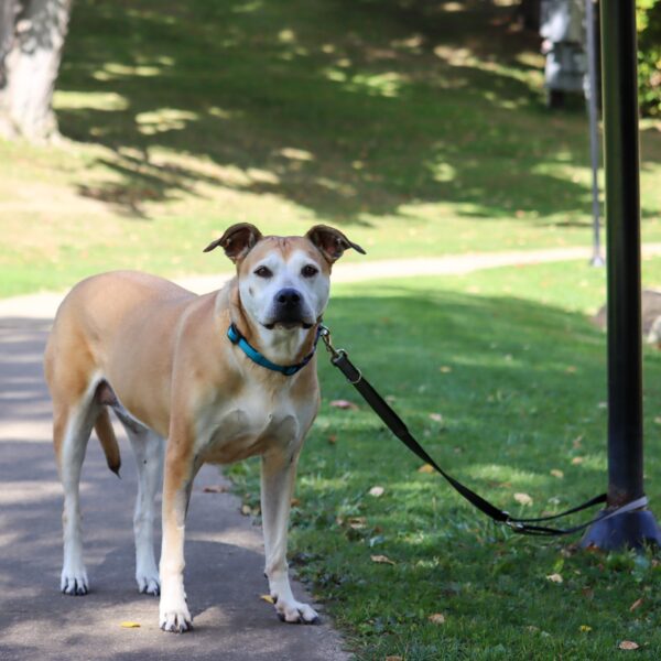 Padded Multi-Function Dog Leash