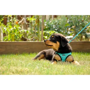 Lil Pals  Canvas Dog Harness