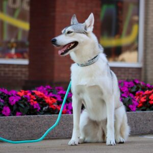 Coastal  Rope Dog Leash