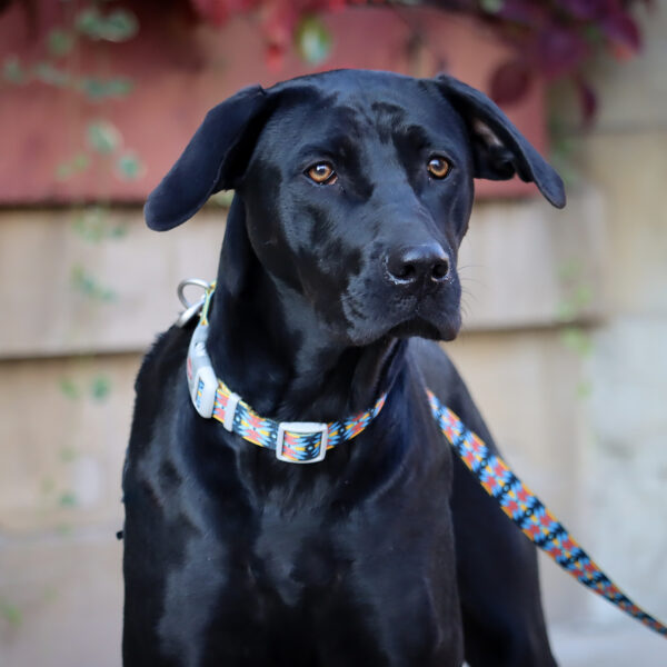 Sublime  Dog Leash