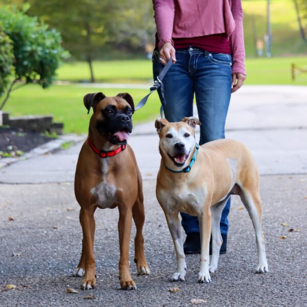 2 Dog Walker Tangle-Free Adjustable Leash