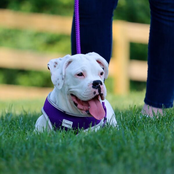 Coastal  Rope Dog Leash