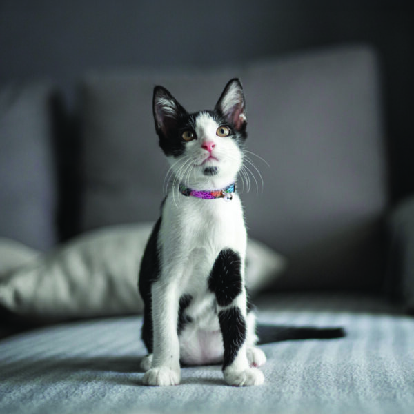 Lil Pals  Adjustable Breakaway Kitten Collar