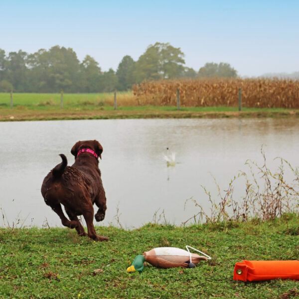 Water & Woods Tethered-Head Foam Fowl Dog Trainer