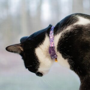 Safe Cat  Fashion Adjustable Breakaway Collar