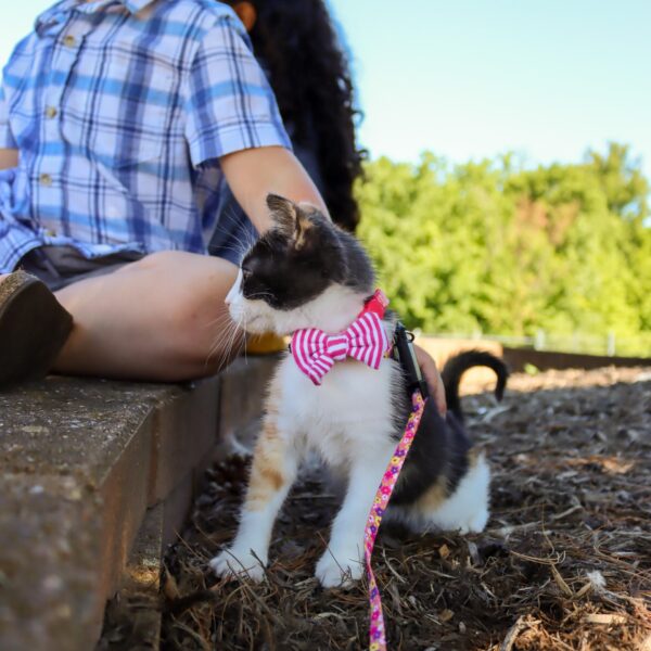 Lil Pals  Kitten Embellishment Collar