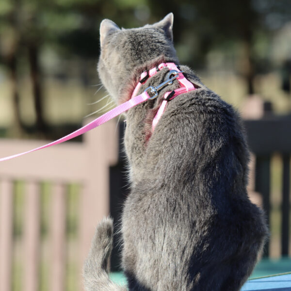 Comfort Soft  Adjustable Cat Harness