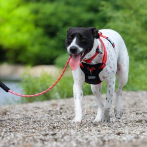 K9 Explorer   Brights Reflective Front-Connect Harness