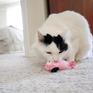 Turbo  by Coastal  Whimsy Cat Toy