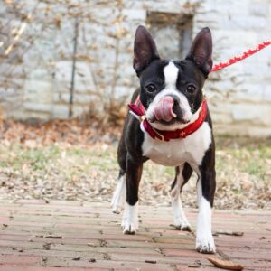 Accent Metallic Adjustable Dog Harness