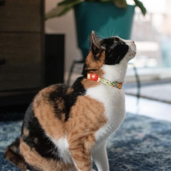 Safe Cat  Fashion Adjustable Breakaway Collar