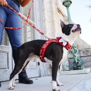 Accent Metallic Dog Collar Embellishment