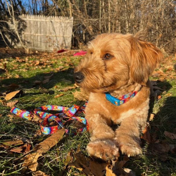 Styles Dog Leash