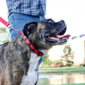 Natural Control Training Collar