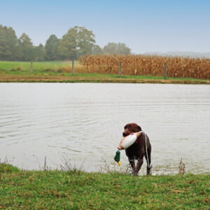 Water & Woods Tethered-Head Foam Fowl Dog Trainer